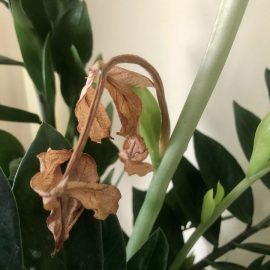 Zamioculcas – the tips of new shoots dry out ARM EN Community
