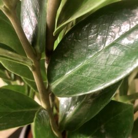 Zamioculcas – the tips of new shoots dry out ARM EN Community