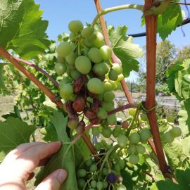 Affected grapes – white fuzz ARM EN Community