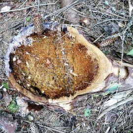 conifer-diseases-stump-rot-decay