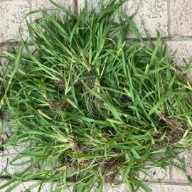 Grassy weeds have grown in the turf ARM EN Community