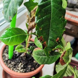 How do I get rid of mealybugs in coffee plant ARM EN Community