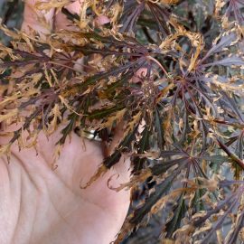 Japanese maple – why it has wilted leaves? ARM EN Community