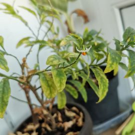 Jerusalem cherry (Solanum pseudocapsicum)- yellowed leaves and white dust ARM EN Community