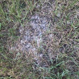 Lawn – how can I remove the moss and the mold? ARM EN Community