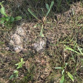 Lawn – how can I remove the moss and the mold? ARM EN Community