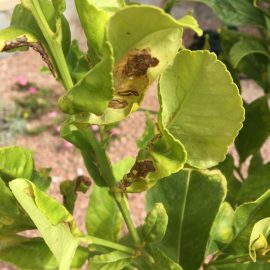 Lemon tree leaves twisting ARM EN Community