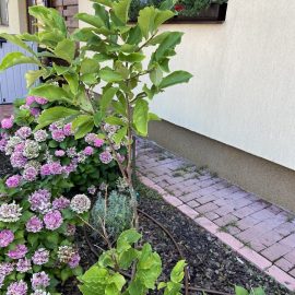 Magnolia – how we treat leaf spots? ARM EN Community