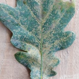 Oak – leaves attacked by larvae ARM EN Community