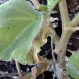 Pelargonium – brown spots on leaves ARM EN Community