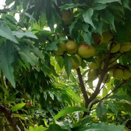 Treating fruit rot on nectarine ARM EN Community