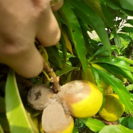Treating fruit rot on nectarine ARM EN Community