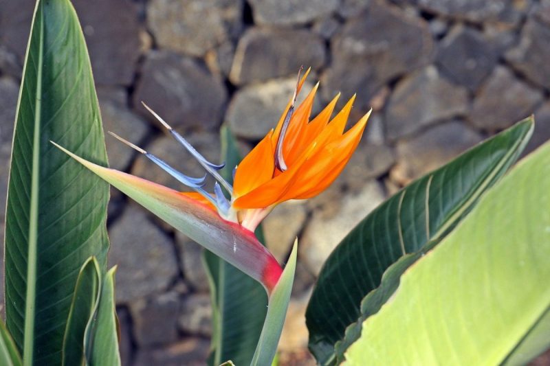 Strelitzia, plant care and growing guide