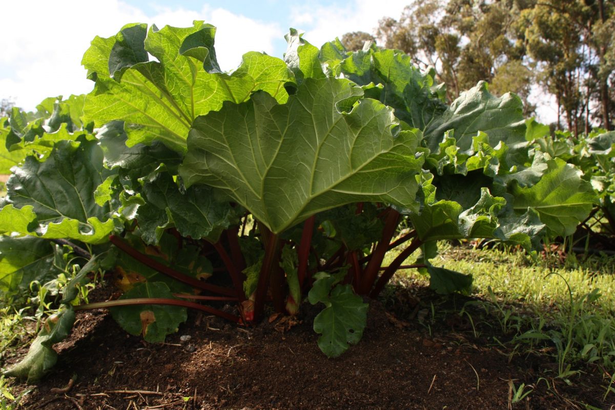 Rhubarb, information about crop management