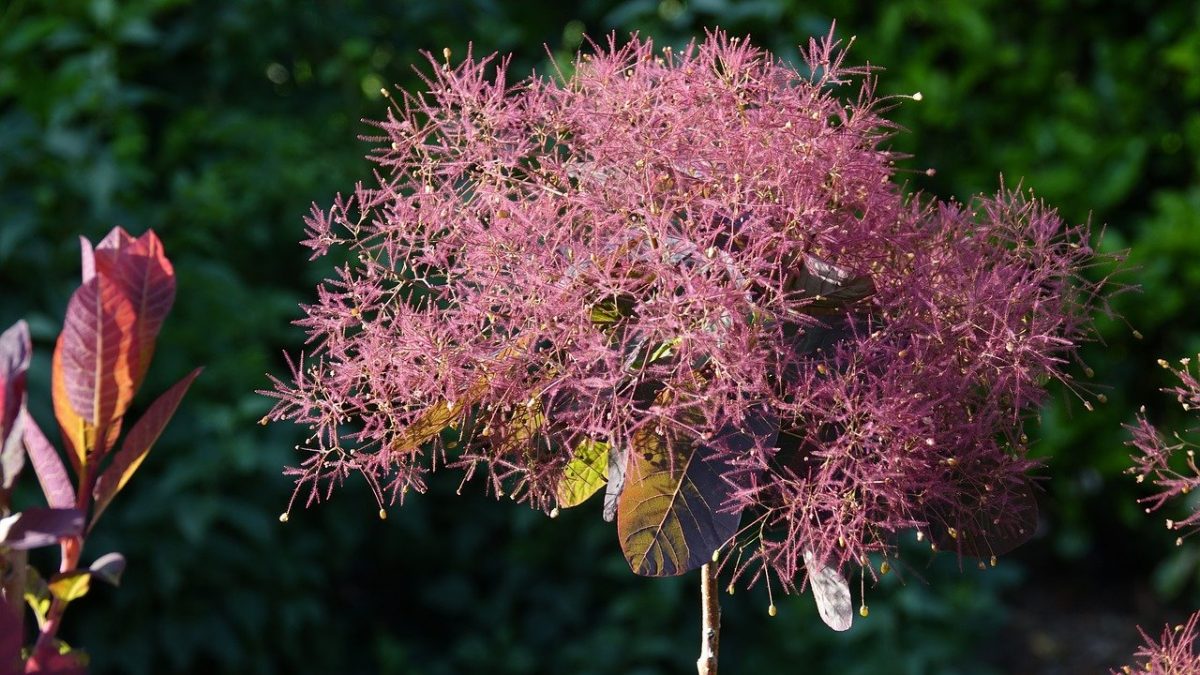 Smoke Tree, planting guide and care work
