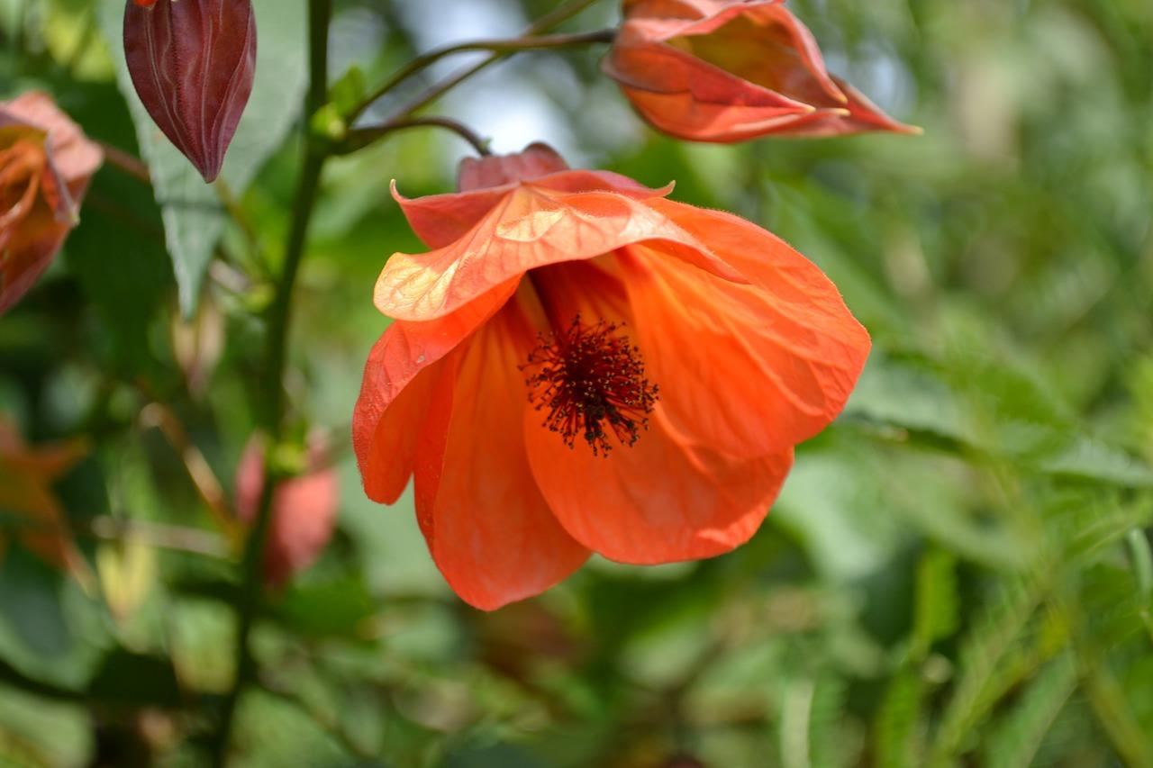 Abutilon, plant care and growing guide