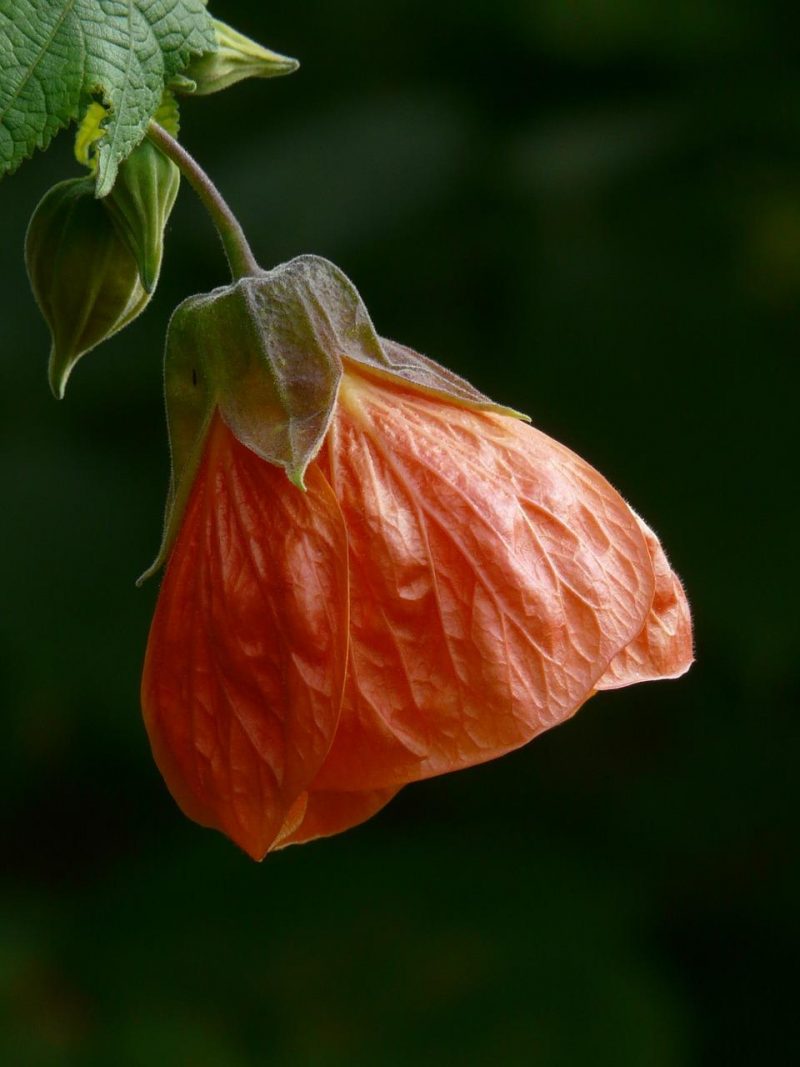 abutilon-flower