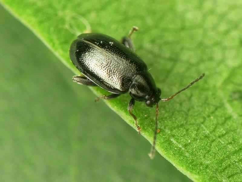 The cabbage flea beetle (Phyllotreta atra) - pest management