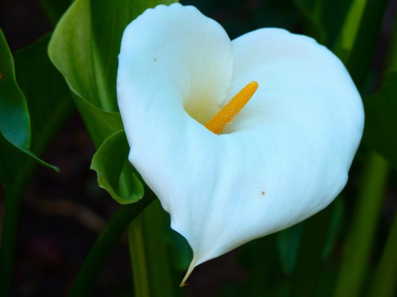 calla-lily-care-and-growing