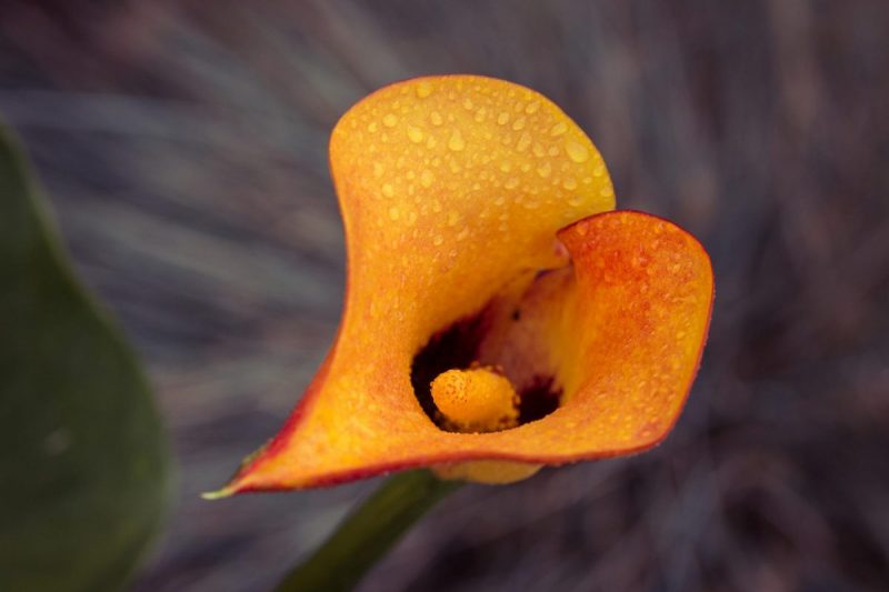 calla-lily-fertilization