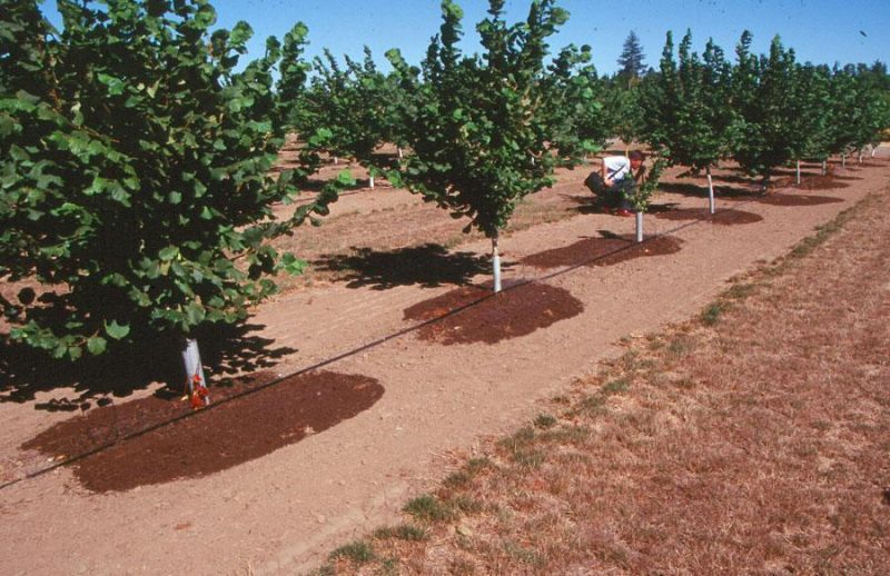 hazel-tree-irrigation-fertilization
