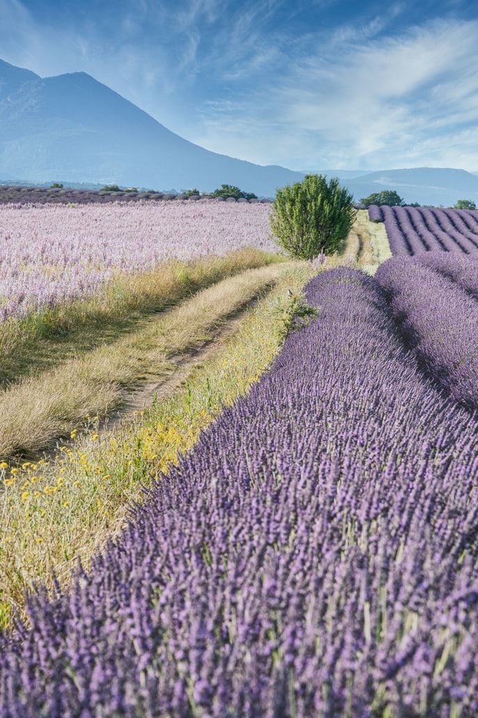 lavender-cultivation-guide