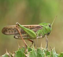 migratory-locusts-control