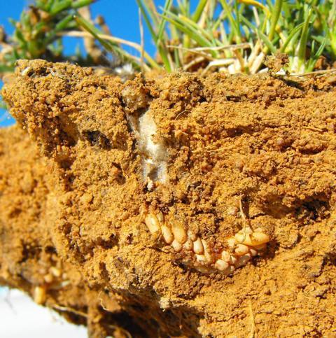migratory-locusts-eggs-in-soil