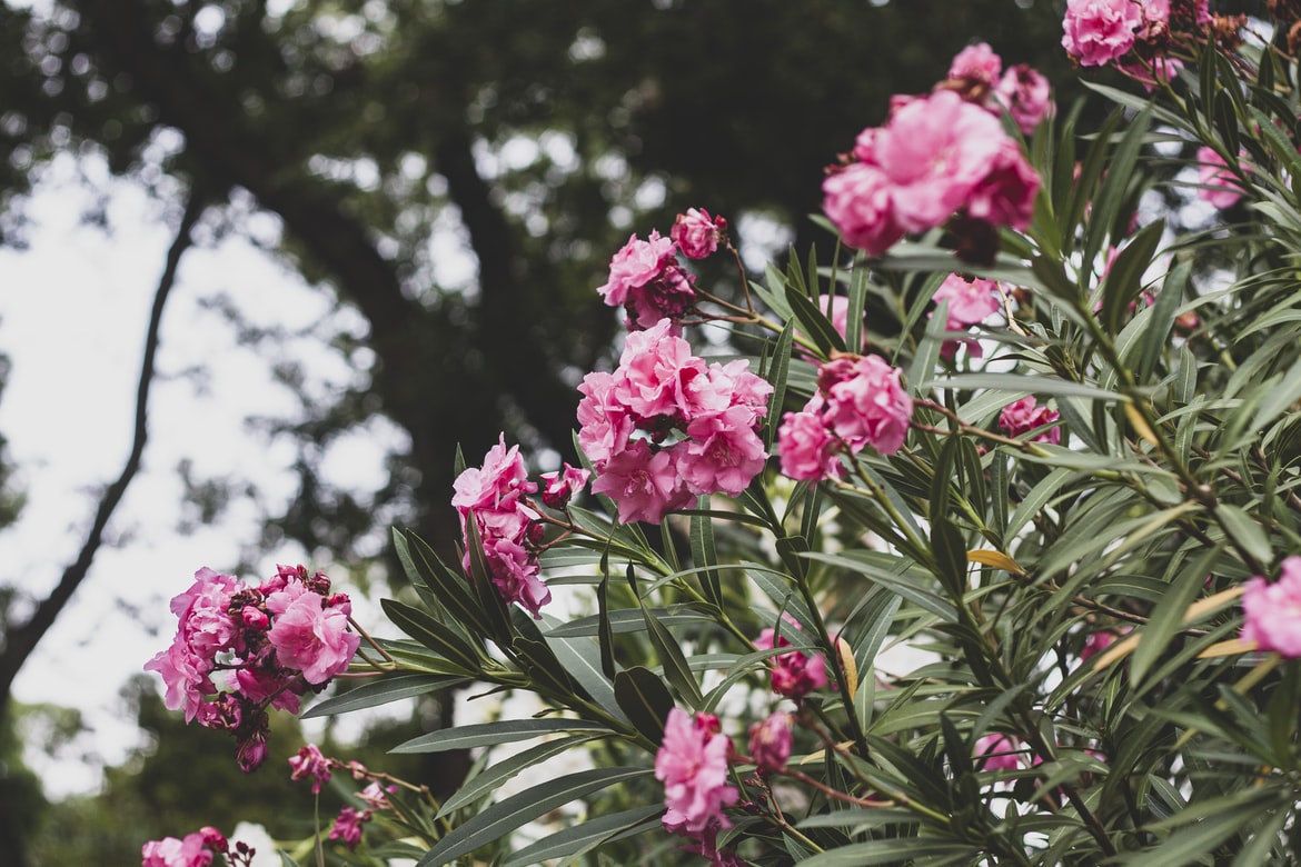 Oleander, plant care and growing guide