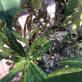 oleander-pests