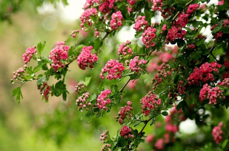 Hawthorn, planting guide and care work