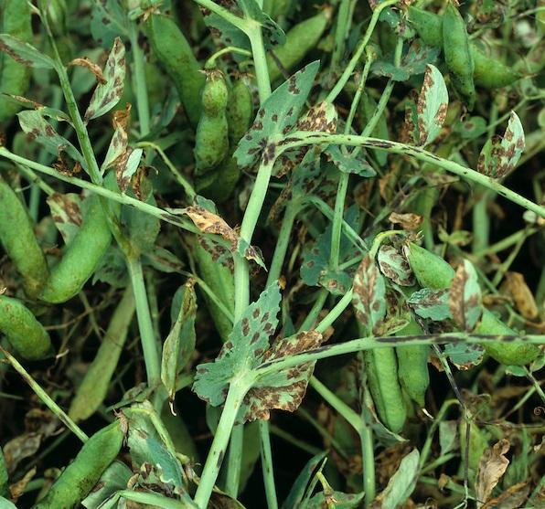 Pea downy mildew (Peronospora pisi) - identify and control
