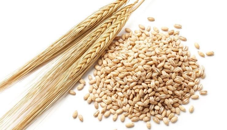 Bunt Barley (Tilletia pancicii) - identify and control