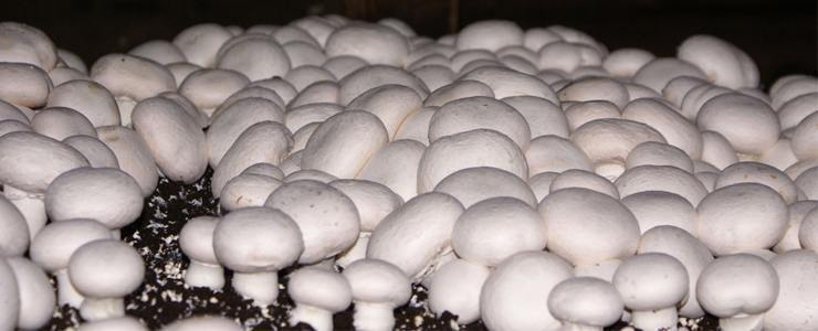 Mushrooms, treatments against pests and diseases