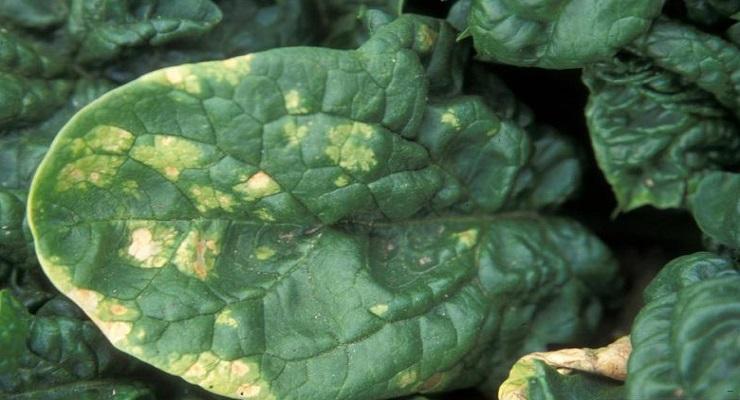 Spinach downy mildew (Peronospora spinaciae) - identify and control