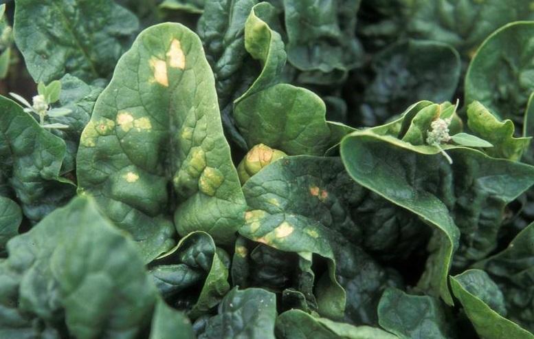 Spinach-downy-mildew-treatments