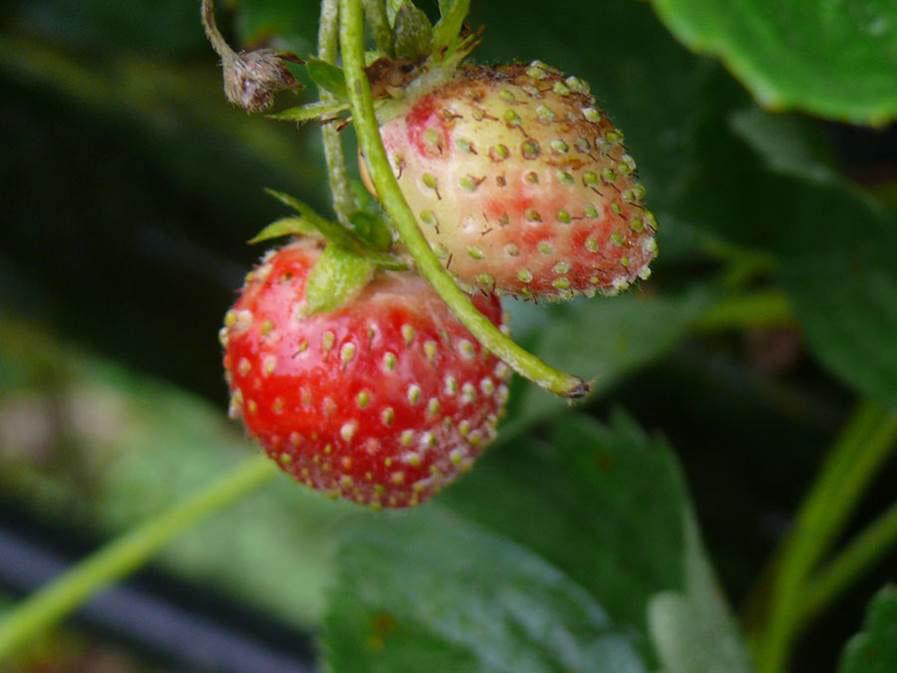 Strawberry-powdery-mildew-attack