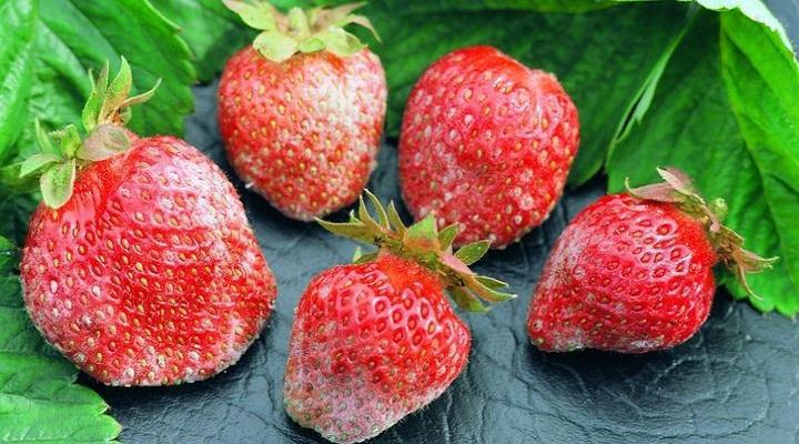 Strawberry-powdery-mildew-identify-and-control