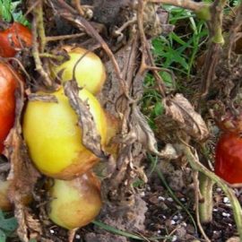 Tomato-late-blight-identify-and-crop