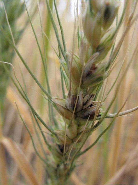 Wheat common bunt (Tilletia spp.) - identify and control