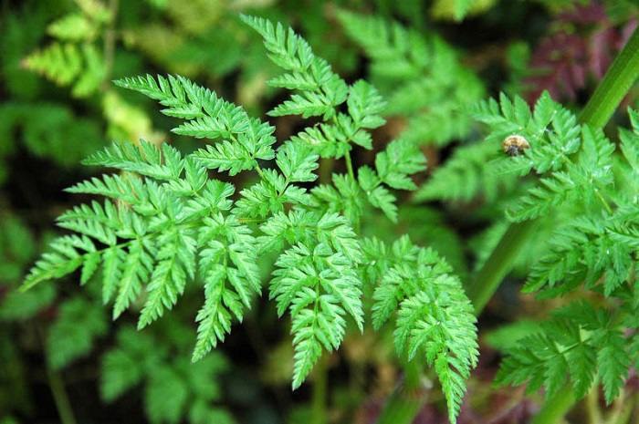 Chervil - planting, growing, and harvesting