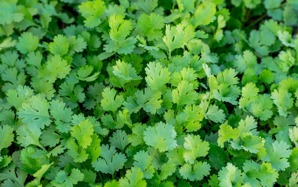 Coriander - planting, growing and harvesting