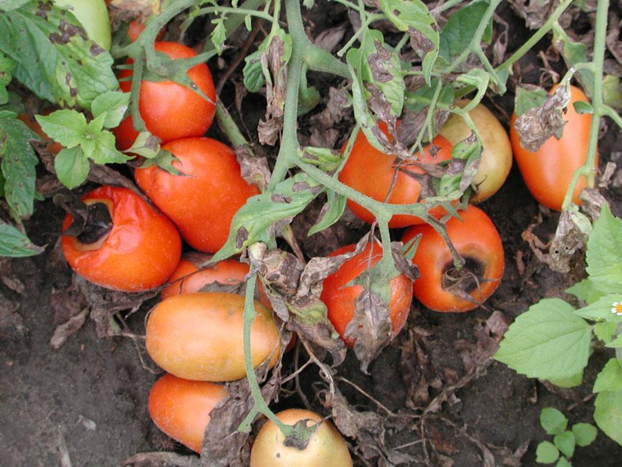 early-blight-of-tomato