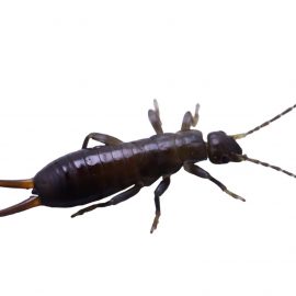 earwigs insecticide treatments