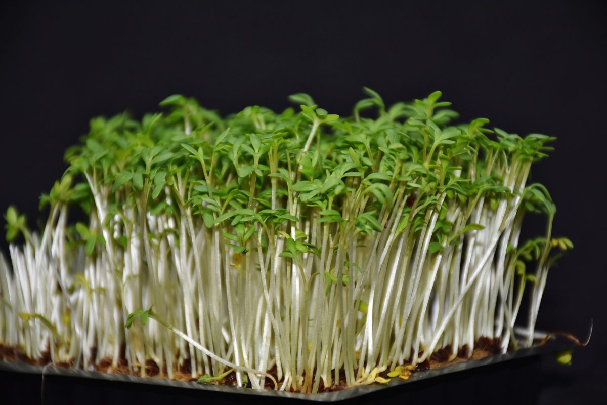 Garden cress - planting, growing and harvesting