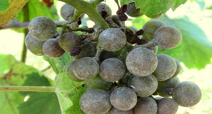 grapevine-powdery-mildew-identify-and-control
