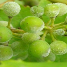 grapevine-powdery-mildew-treatments