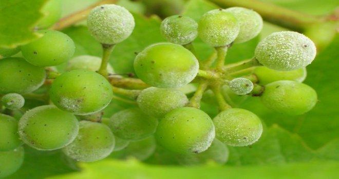 grapevine-powdery-mildew-treatments