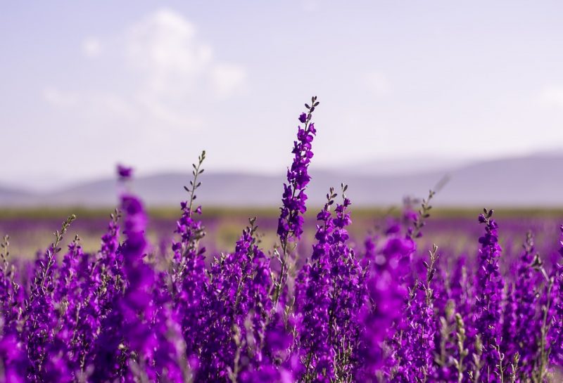lavender-flowers-planting-information