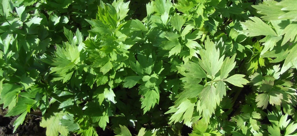 Lovage - planting, growing and harvesting